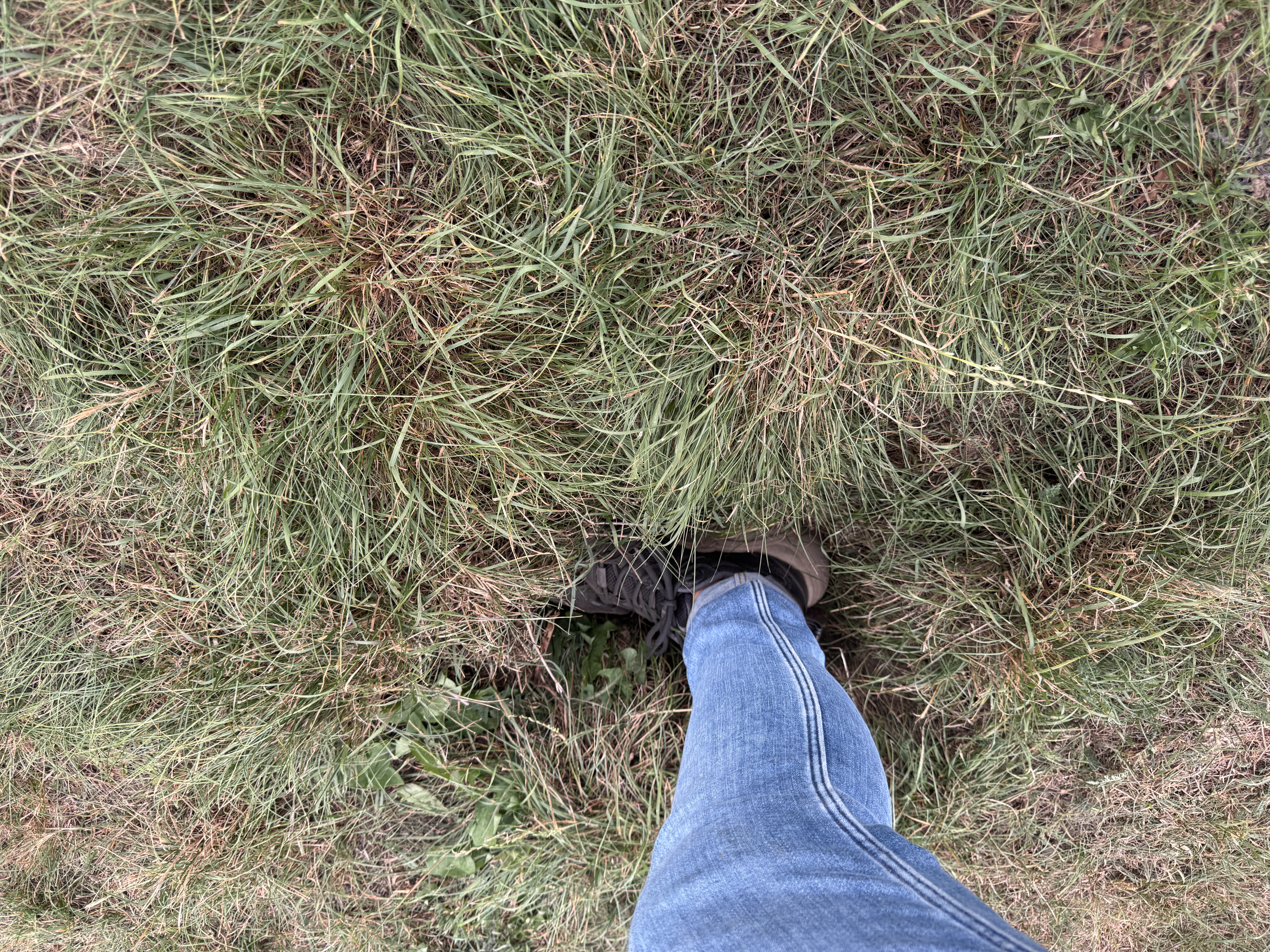 Open311 file from 2025-08-26 17:50:59