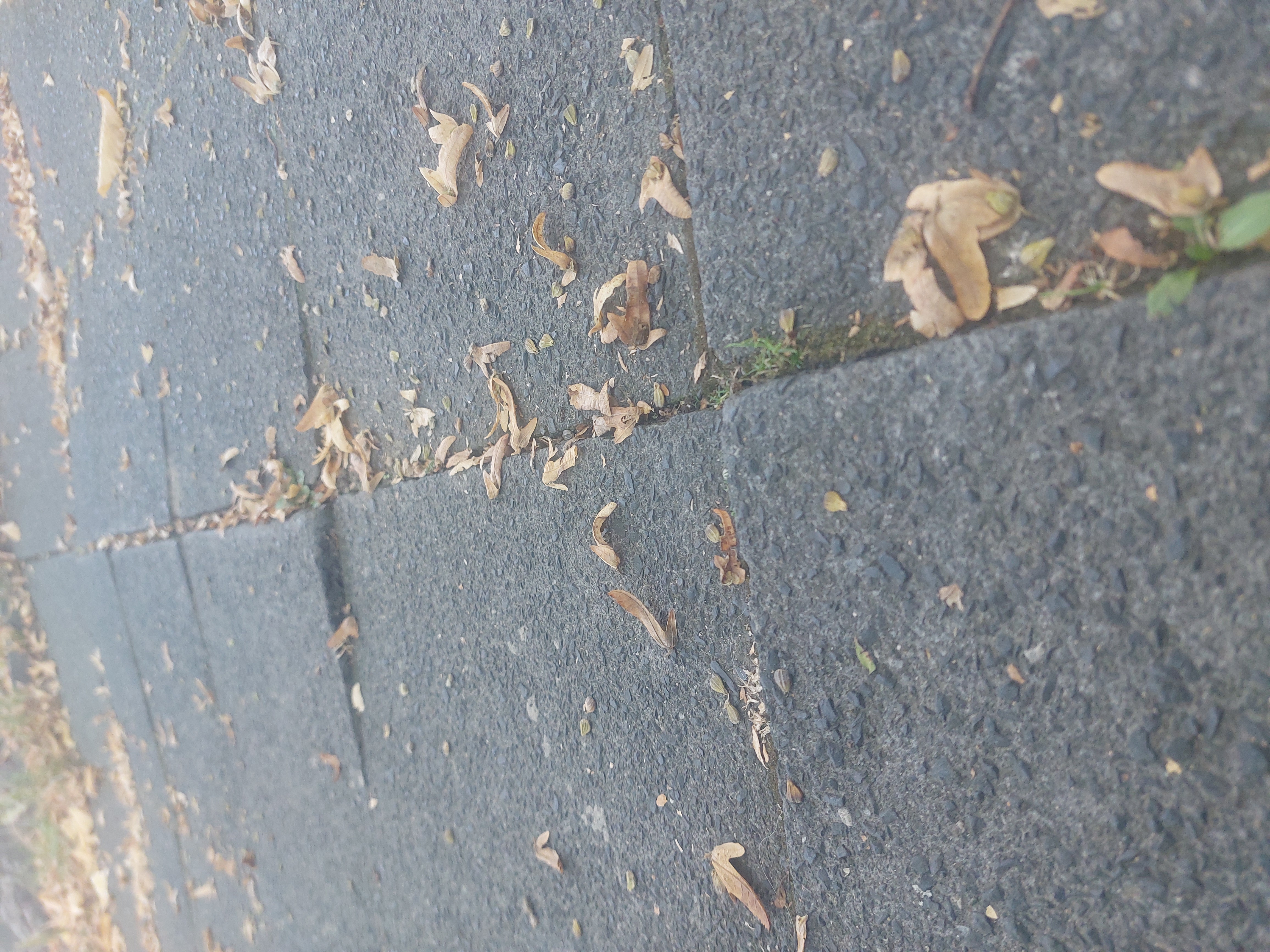 Open311 file from 2025-09-07 17:59:22