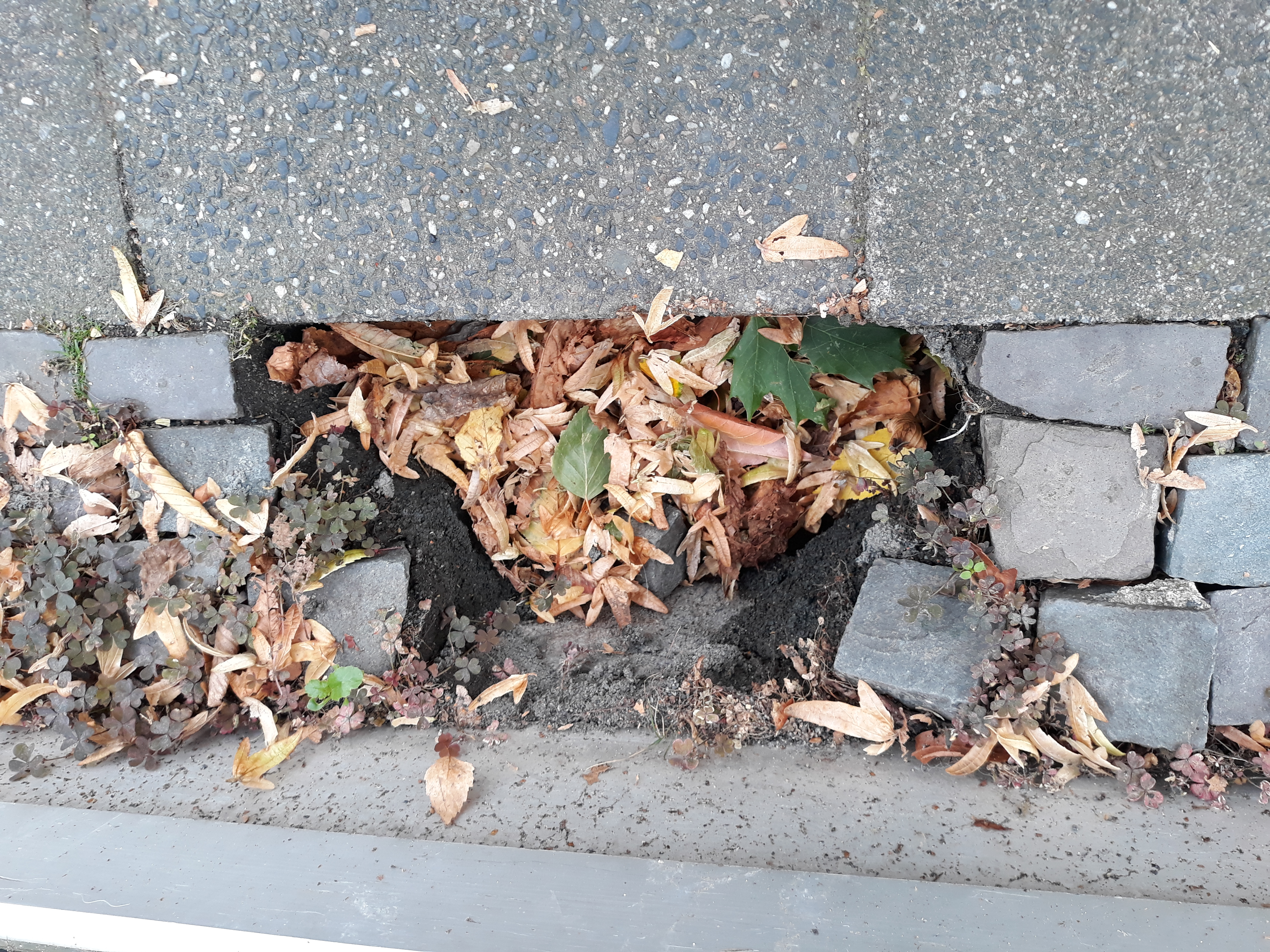 Open311 file from 2025-09-16 10:36:37