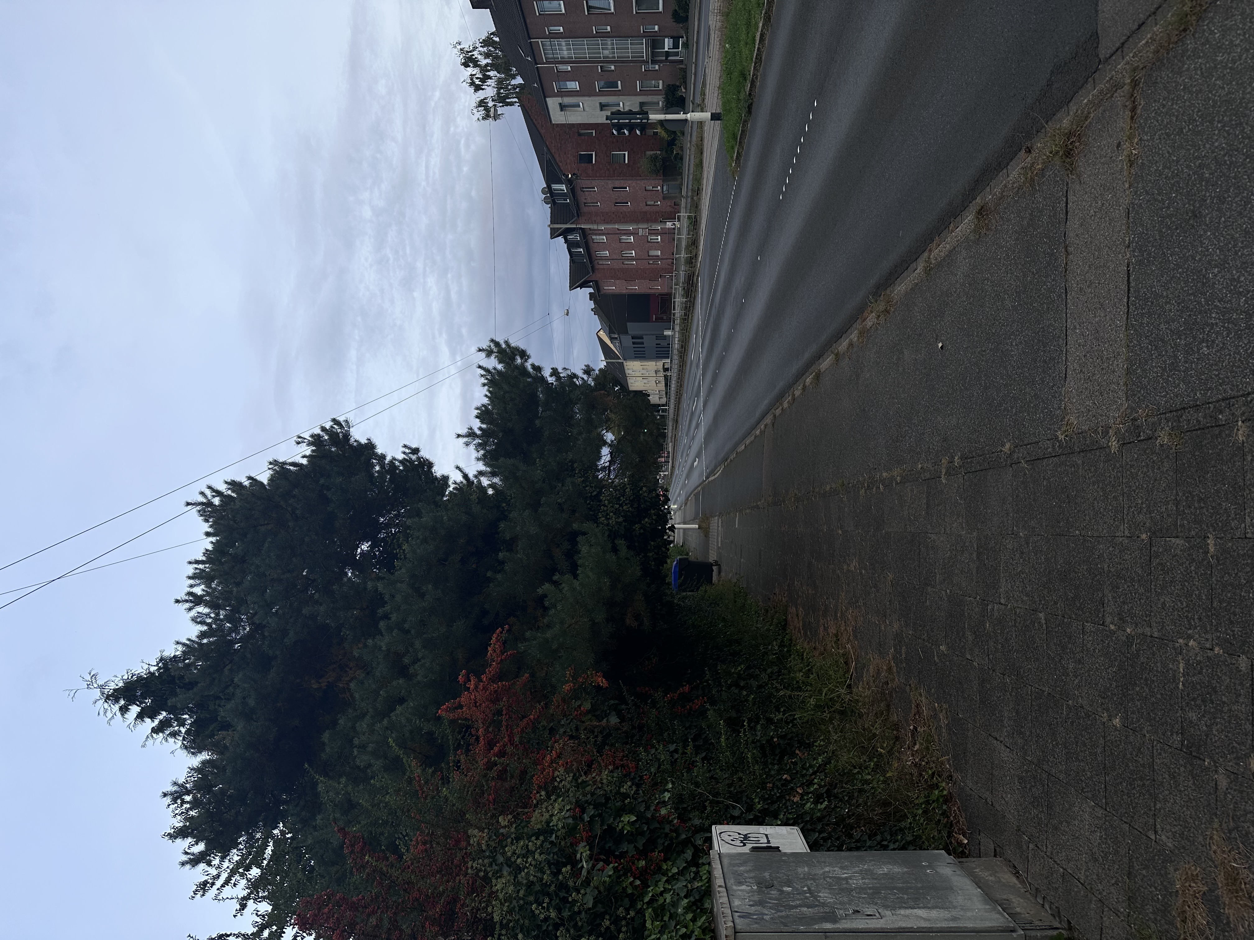 Sehr tief hängender Baum über geh und Rad weg.