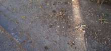Open311 file from 2022-08-31 10:37:02