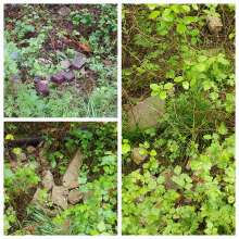 Open311 file from 2025-08-04 11:27:39