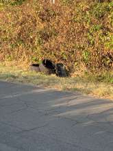 Open311 file from 2022-08-31 08:41:00