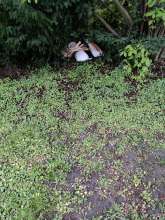 Open311 file from 2025-04-16 09:31:40