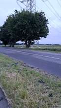 Open311 file from 2025-06-05 21:36:36