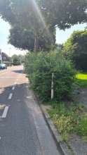 Hecke wächst in den Radstreifen und beschränkt die Sicht für Autofahrer