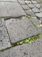 Open311 file from 2025-09-25 09:41:23