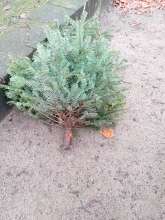 Open311 file from 2026-01-29 14:19:35