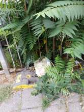 Open311 file from 2026-08-19 09:21:31